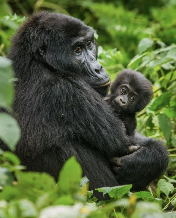Gorilla Trekking