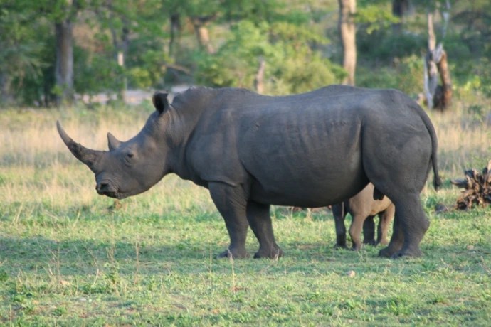 Akagera Safari
